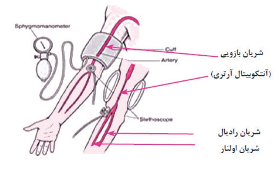 شریان های بازویی